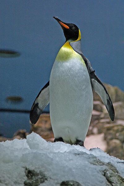 Pinguin - Co11.jpg